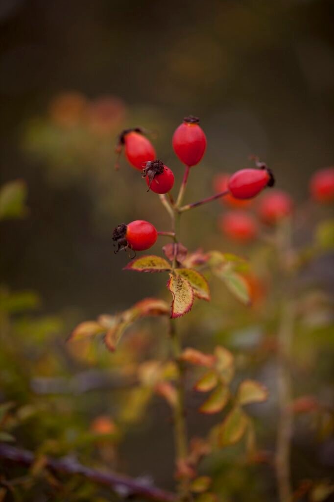 amazing health benefits of rosehips